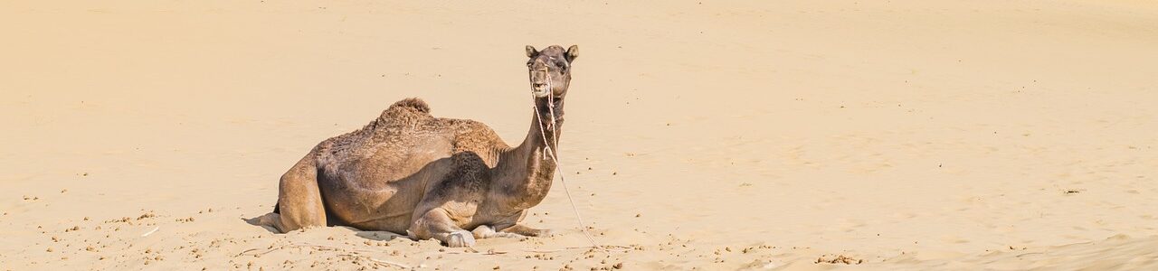 jaisalmer, desert, camel, animal, sand, dunes, landscape, nature, india, rajasthan, asia, jaisalmer, jaisalmer, jaisalmer, rajasthan, rajasthan, rajasthan, rajasthan, rajasthan