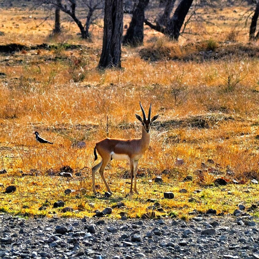 deer, forest, ranthambore, india, nature, wild, mammal, animal, wildlife, grass, ranthambore, ranthambore, ranthambore, ranthambore, ranthambore